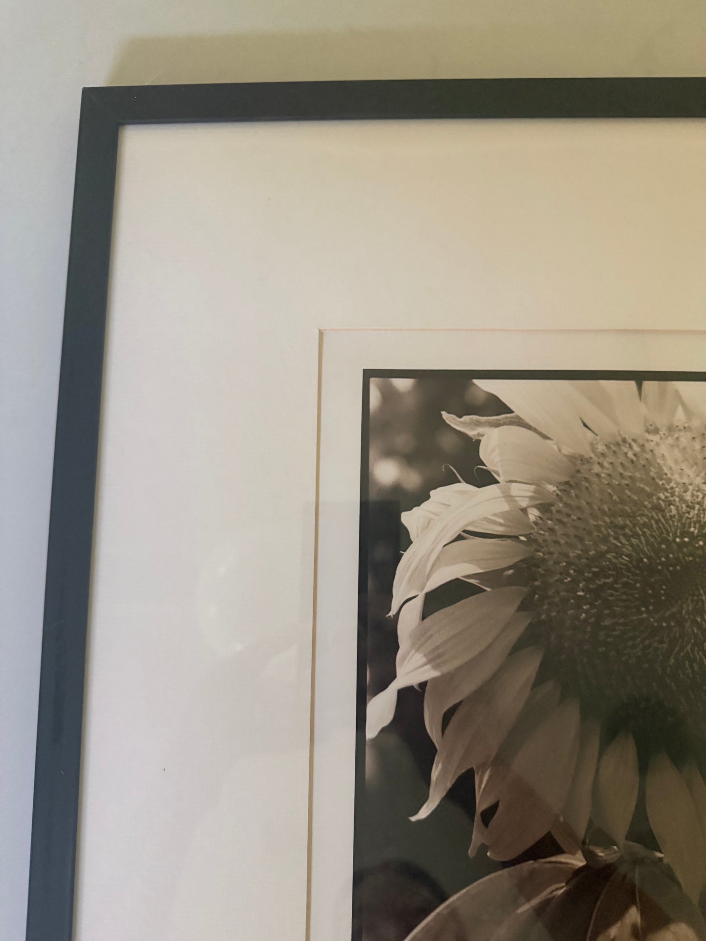 Sunflower by by Tracy Smith (1956-2012), signed