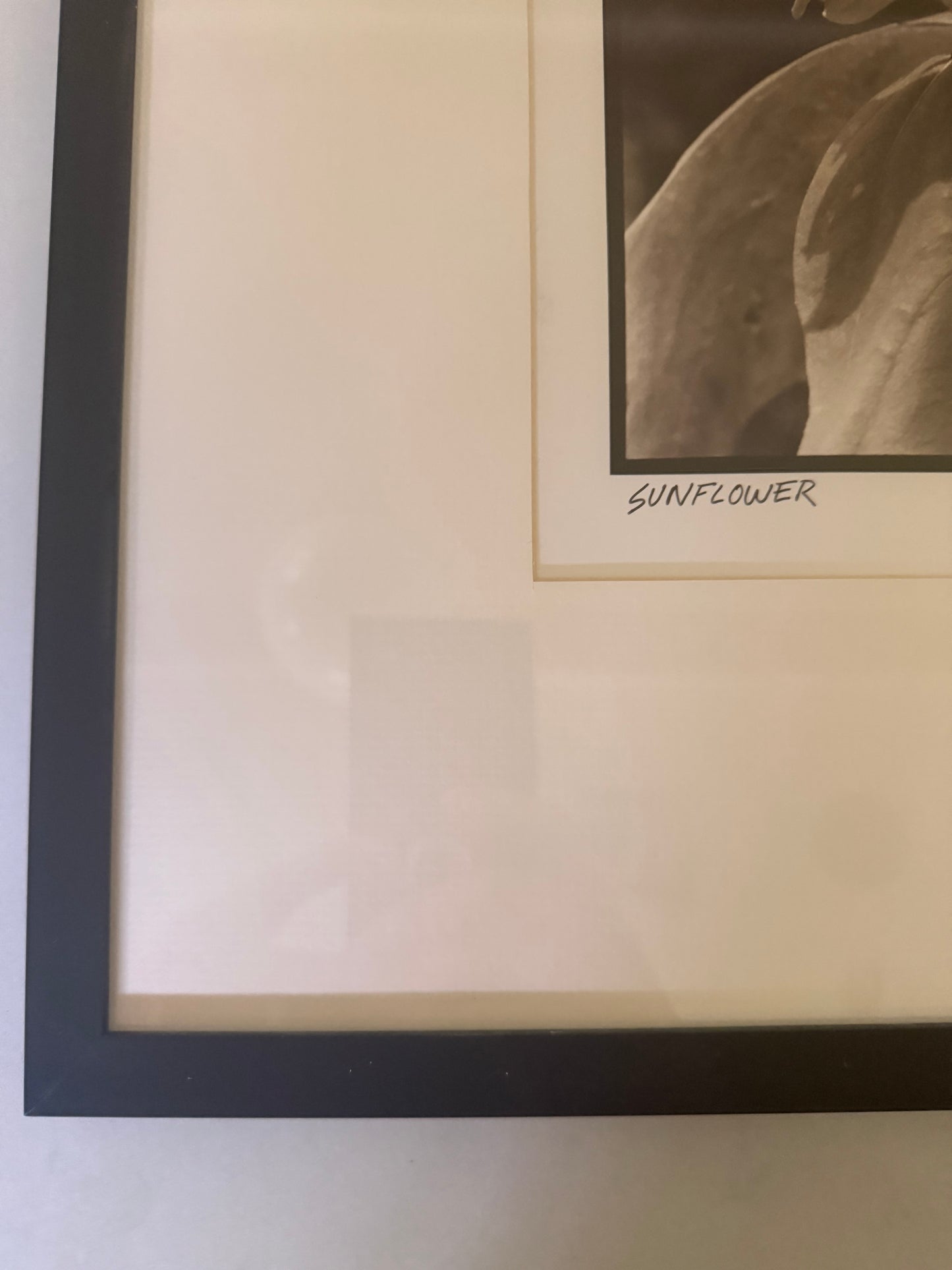 Sunflower by by Tracy Smith (1956-2012), signed