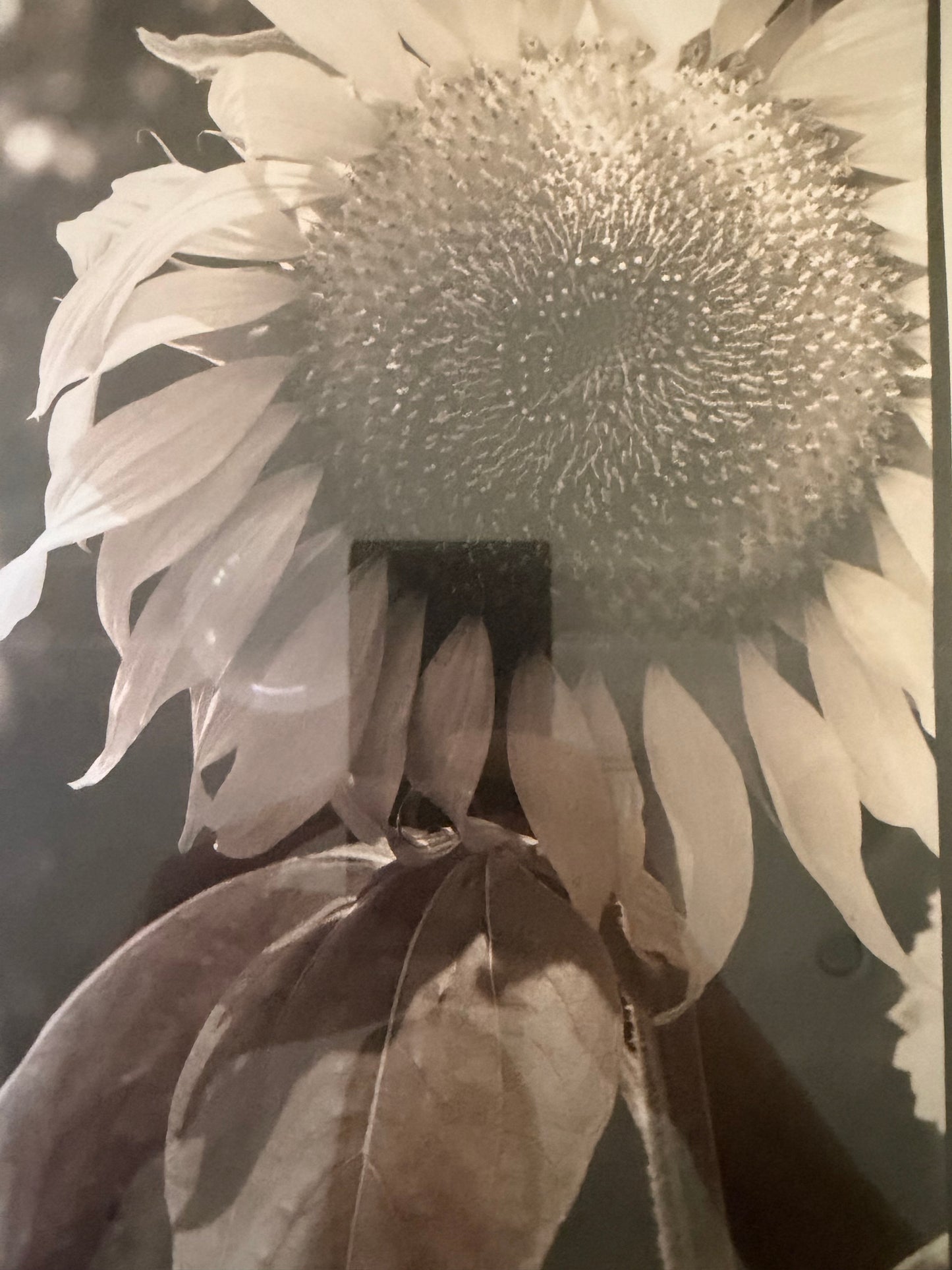 Sunflower by by Tracy Smith (1956-2012), signed
