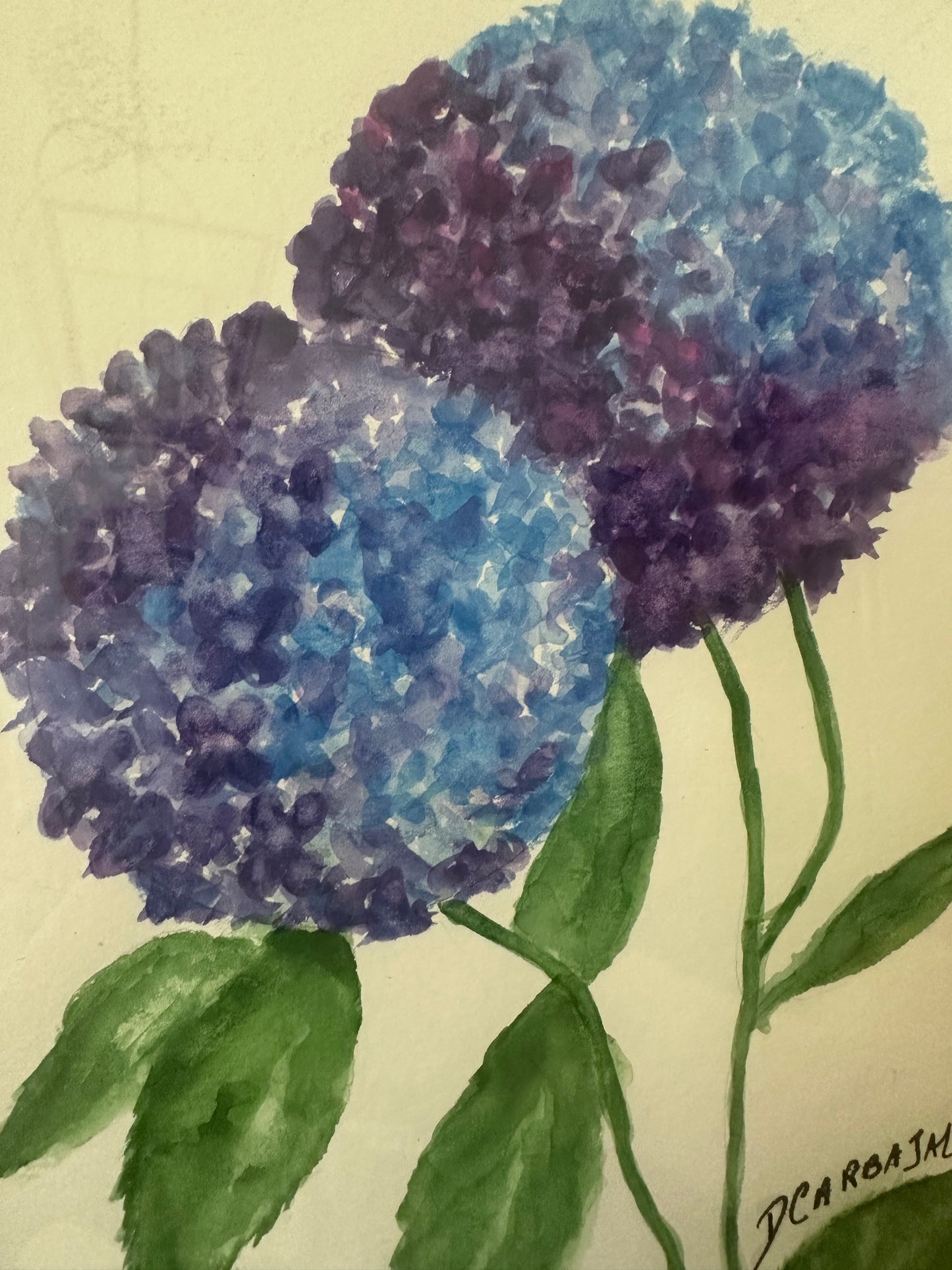 Hydrangeas by Donna Carbajol