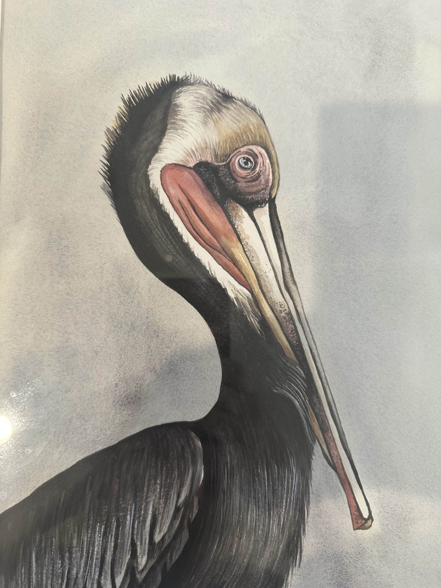 Pelican Study #1 by Rachel Walker