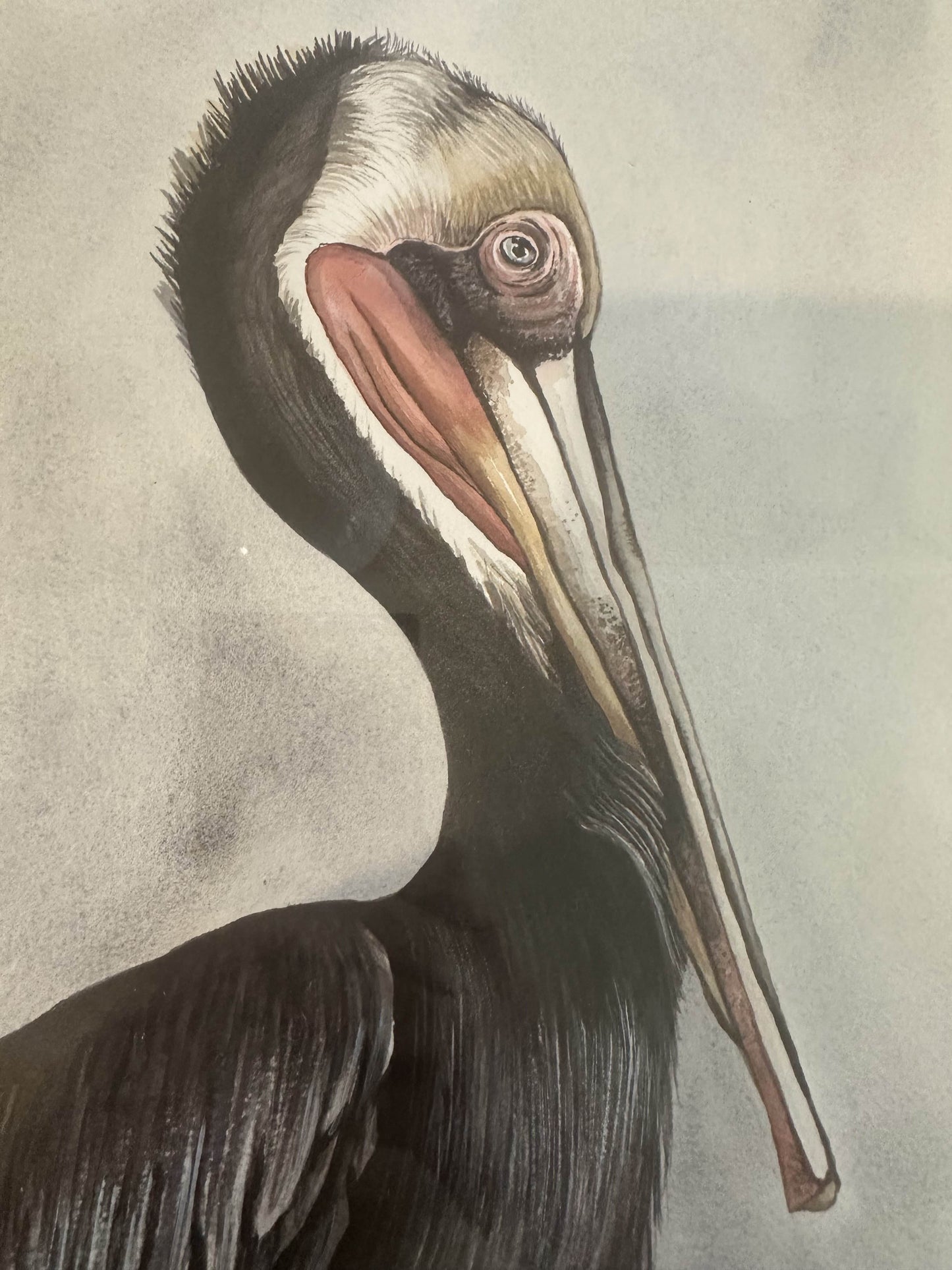Pelican Study #1 by Rachel Walker