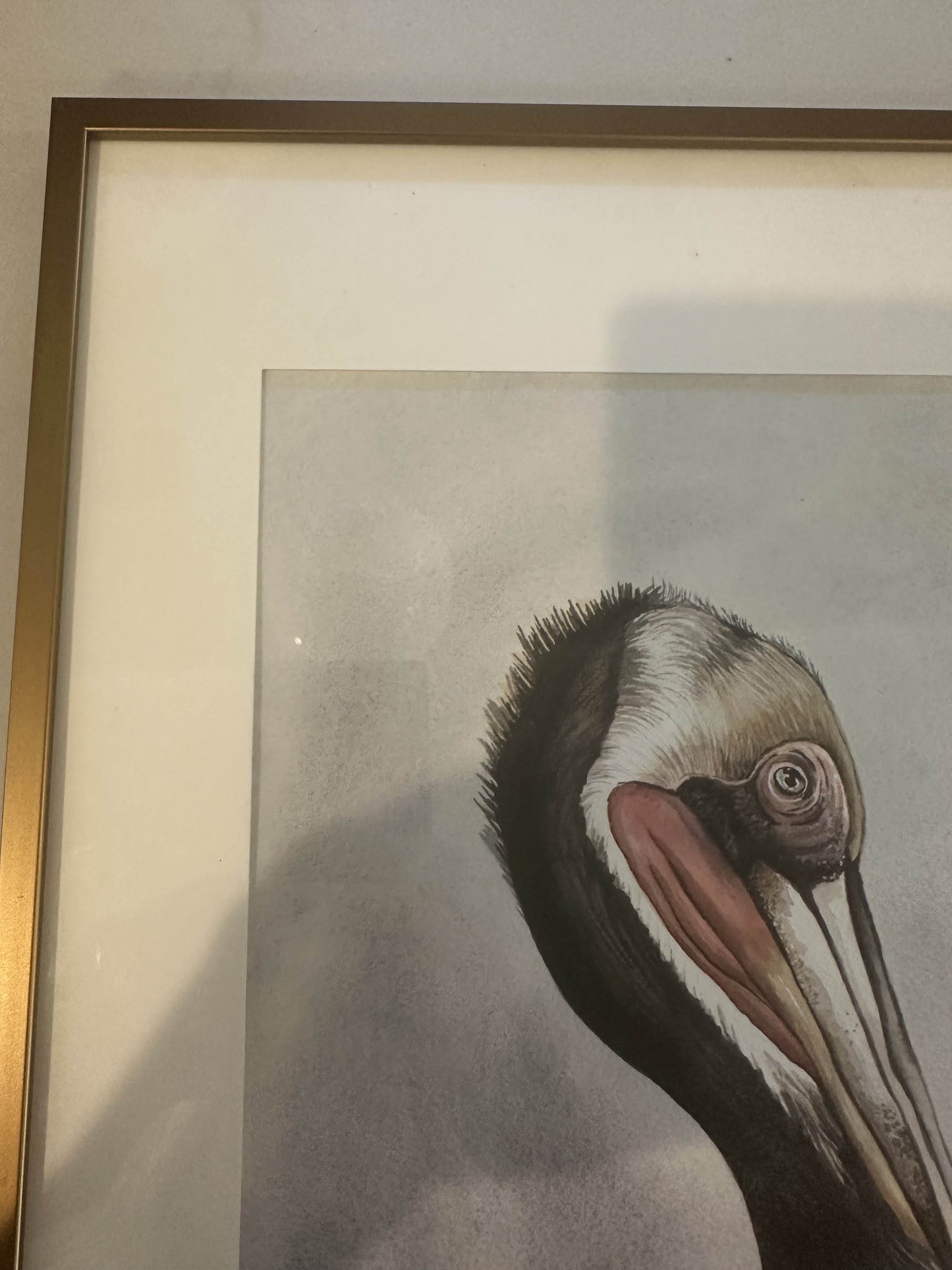 Pelican Study #1 by Rachel Walker